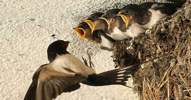 Kırlangıç yavruları yıkımı erteletti