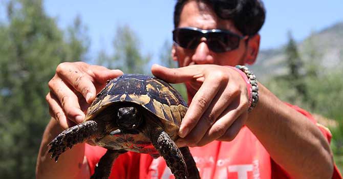 Boruya sıkışan kaplumbağalar kurtarıldı