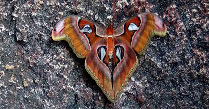 Dünyanın en büyük kelebeği Konya'da yaşıyor