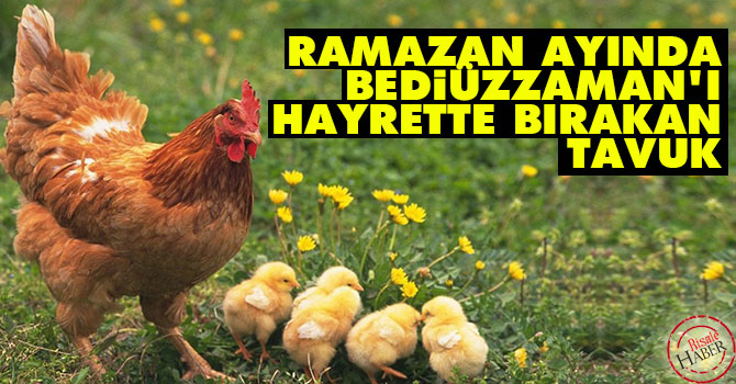 Ramazan ayında Bediüzzaman'ı hayrette bırakan tavuk
