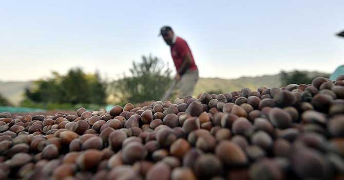 Türkiye'den 6 ayda 167 bin ton fındık ihraç edildi