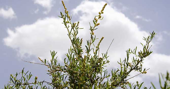 Erozyonla mücadelede 'Amerikan çalısı' başarısı