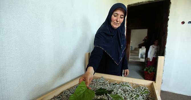 Belgeselden etkilendi evini 'ipek böceği merkezi'ne çevirdi