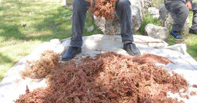 Zahmetli ama kilosu 20 liradan satılıyor