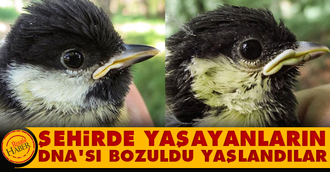 Şehirde yaşayanların DNAsı bozuldu, yaşlandılar