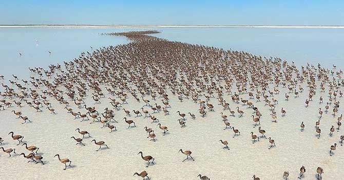 Tuz Gölü'nde 'flamingo kreşi'