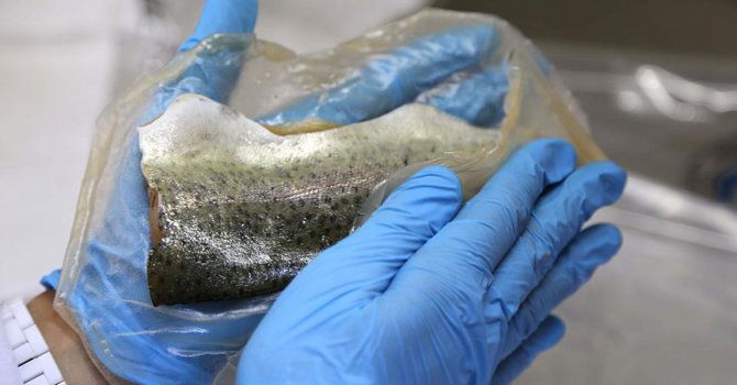 Türk bilim insanları yenilebilir gıda ambalajı üretti