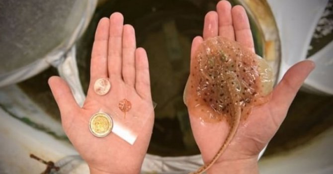 ABD’de mühendisler 'canlı robot' üretti