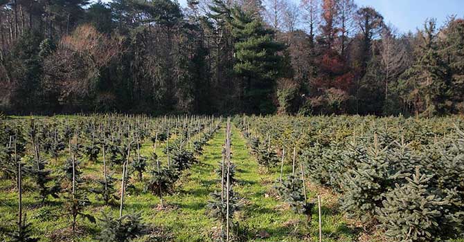 Hindistan ağaç dikmede dünya rekorunu hedefliyor