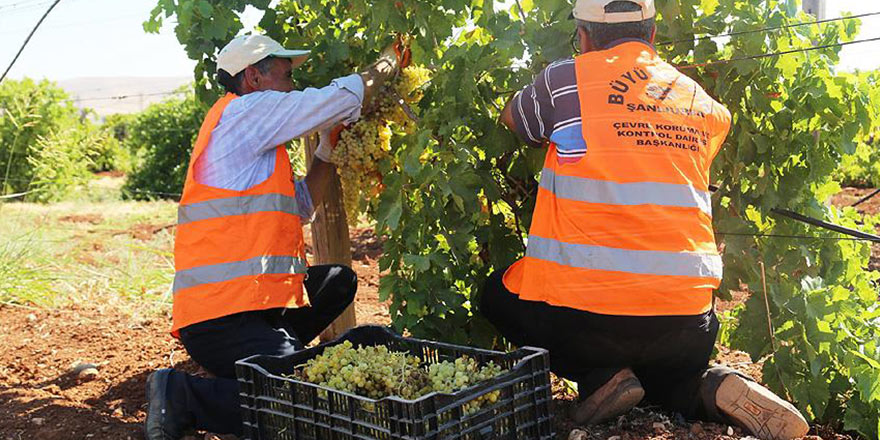 Şanlıurfa Belediyesinden örnek uygulama