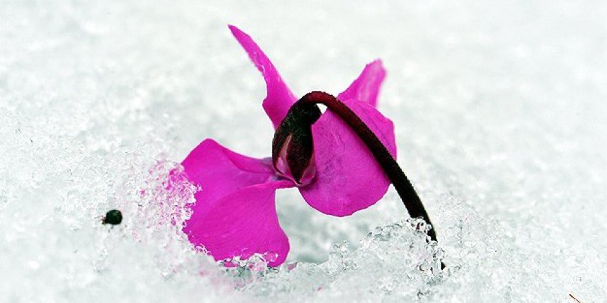 Peygamberimiz için yapılan övgülerde sınır var mı? Mübalağa meydana gelebilir mi?