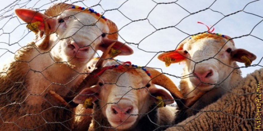 Olağanüstü Hal nedeni ile Kurban Bayramı Tatili iptal olur mu? OHAL Kurban Bayramı Tatil gününü düşürür mü?