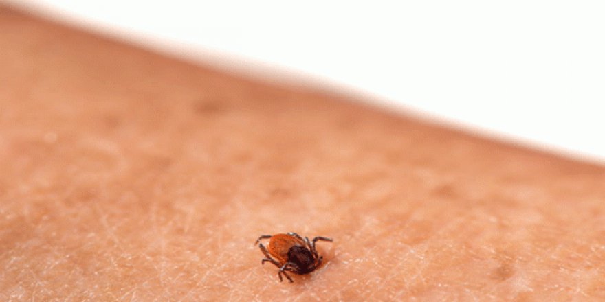 Kırım Kongo kabusu Kayseri'de yeniden görüldü