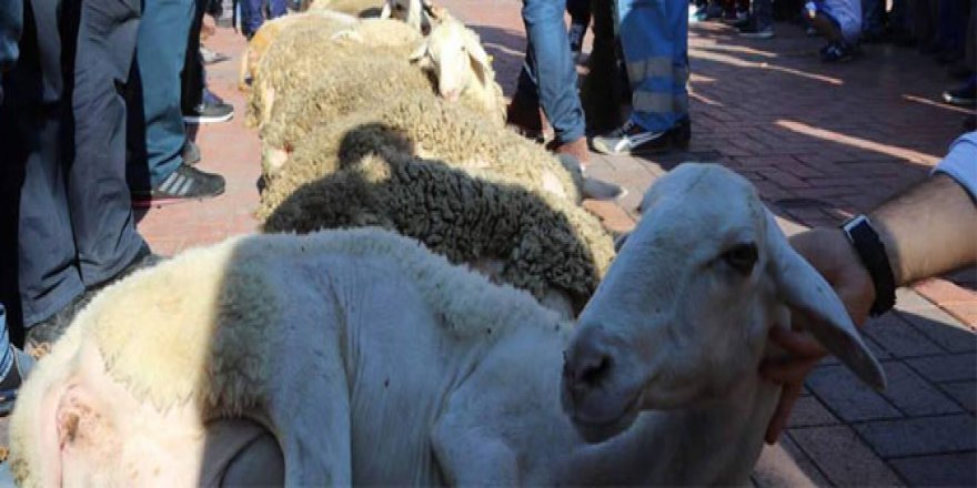 Tavşanlı'da 25 koç, şükür kurbanı olarak kesildi