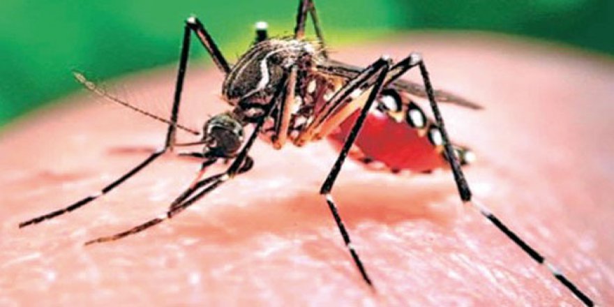 Zika avcısı sivrisinek