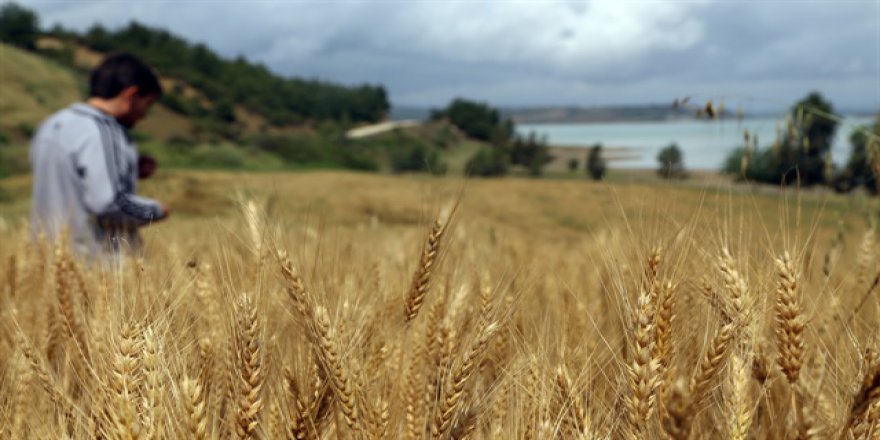 Çukurova'nın tamamı 2023'te suya kavuşacak