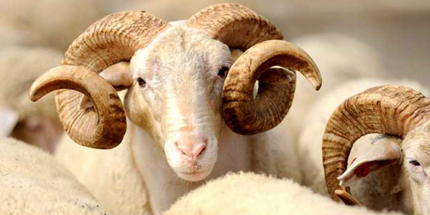 Kurban Bayramı 2018, Kurban Bayramı ne zaman, Kurban Bayramına kaç gün kaldı