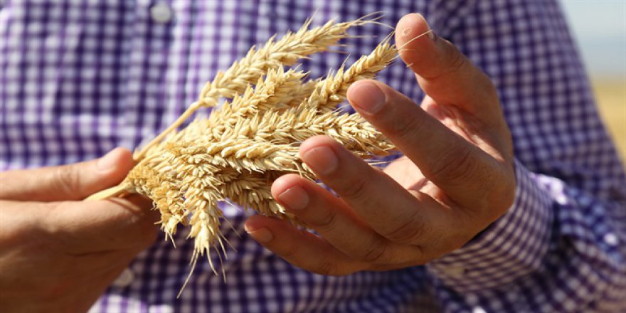 2016 yılı tohumluk fiyatları belirlendi