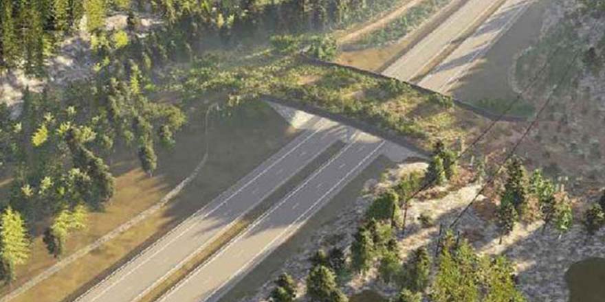 Yaban hayvanlarına özel ‘eko viyadük’