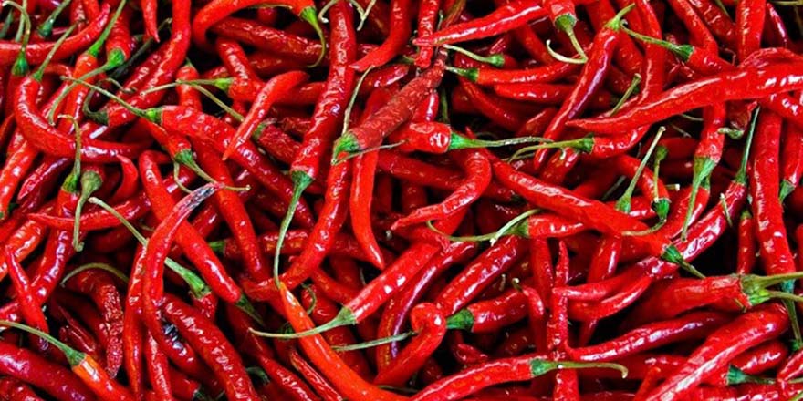 "Kırmızı altın"da hasat başladı