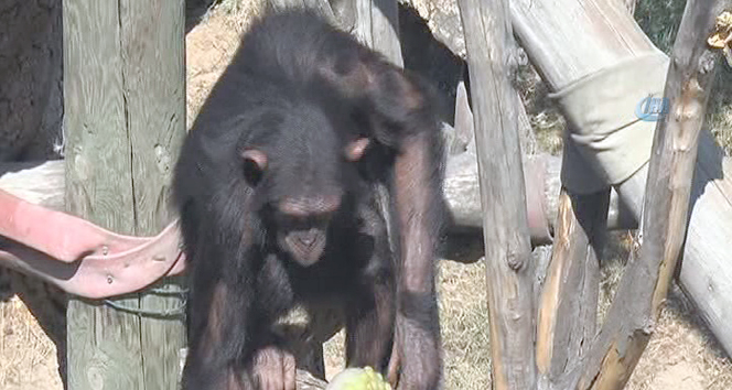 Sıcaktan bunalan şempanzeler dondurulmuş meyveler ile serinletildi
