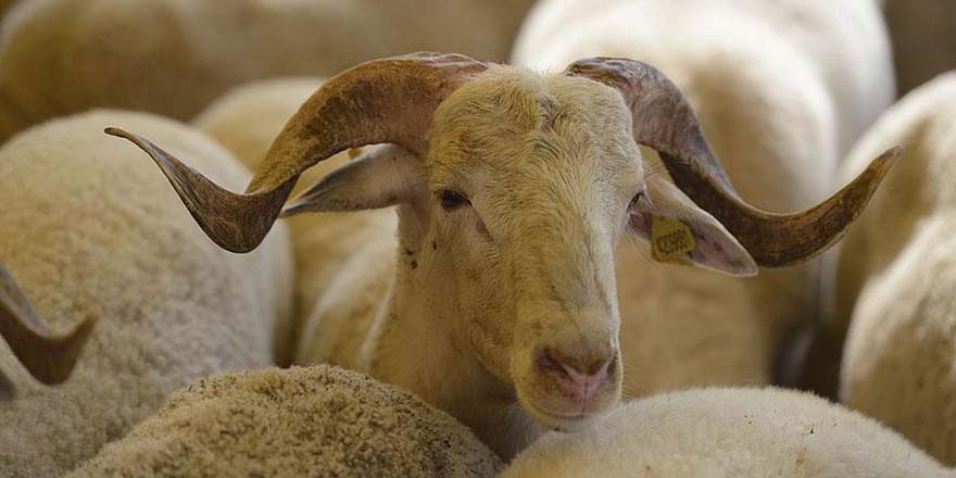Kurbanlık hayvan için veterinerden cinsiyet tavsiyesi