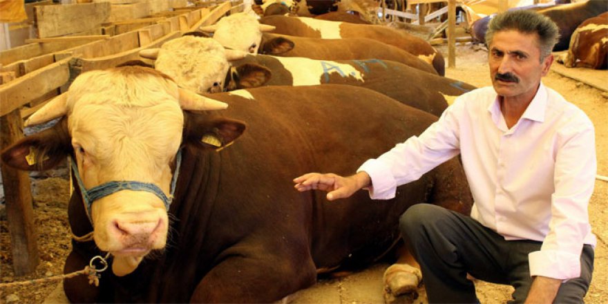 Bu kurbanlıklar otomobil fiyatlarıyla yarışıyor