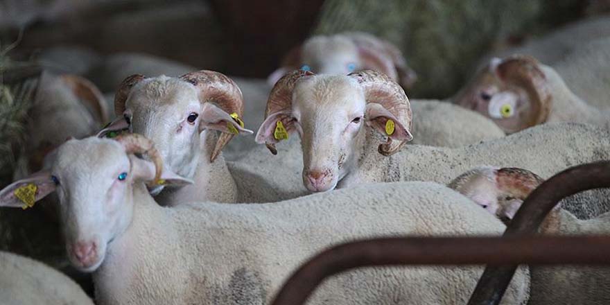 Ankara'da kurbanlık hayvan satışı başladı