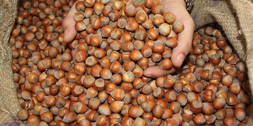 Sakarya ekonomisine 2 milyar liralık fındık katkısı