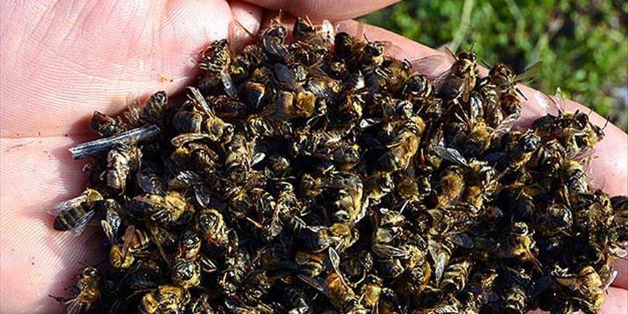 Milyonlarca bal arısını yanlışlıkla öldürdüler