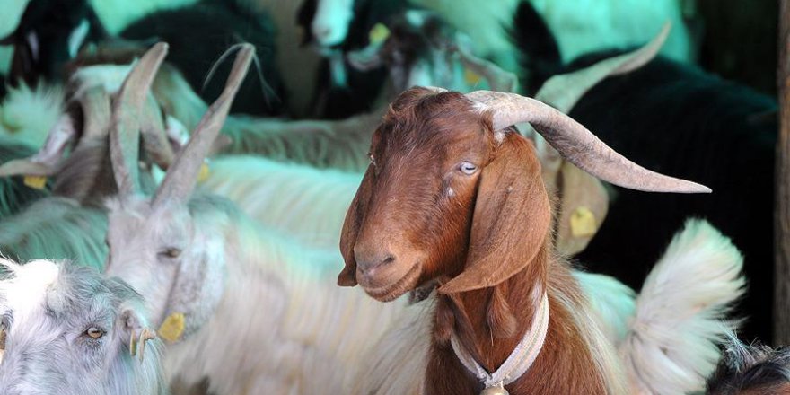 Diyanet 135 ülkede kurban kesmeyi hedefliyor