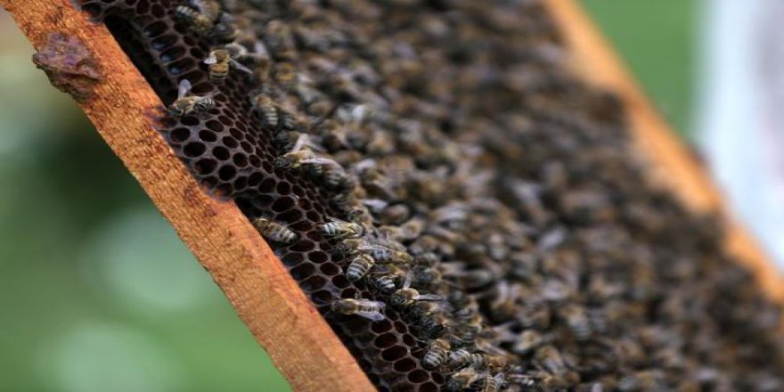 Zika paniği nedeniyle milyonlarca bal arısı öldürüldü