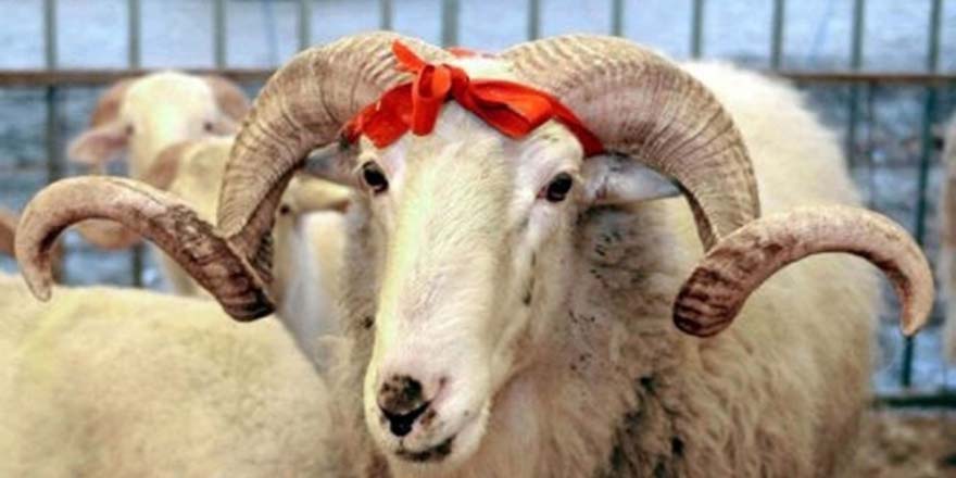 2016 kurban fiyatları ne kadar? Kurban keserken yapılması gerekenlerr