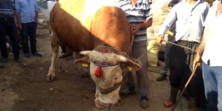 Kurban pazarında kıyasıya kurbanlık pazarlığı!