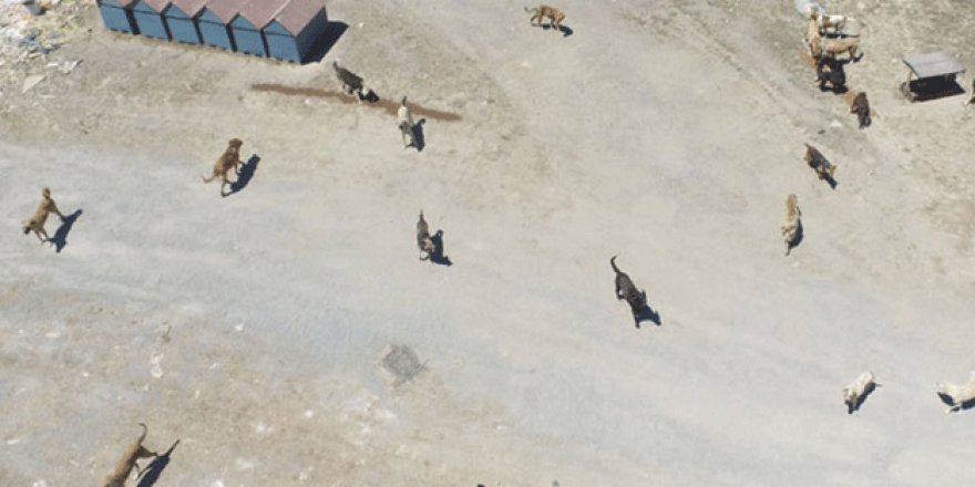 İstanbullular o bölgeye dikkat! Tam 3 bin başıboş köpek var