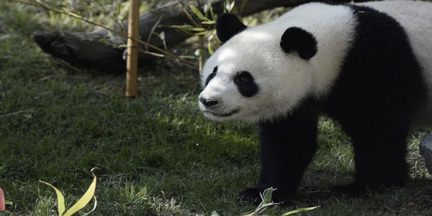 Araştırma sonucu: Otçullar etçillerden daha şişman