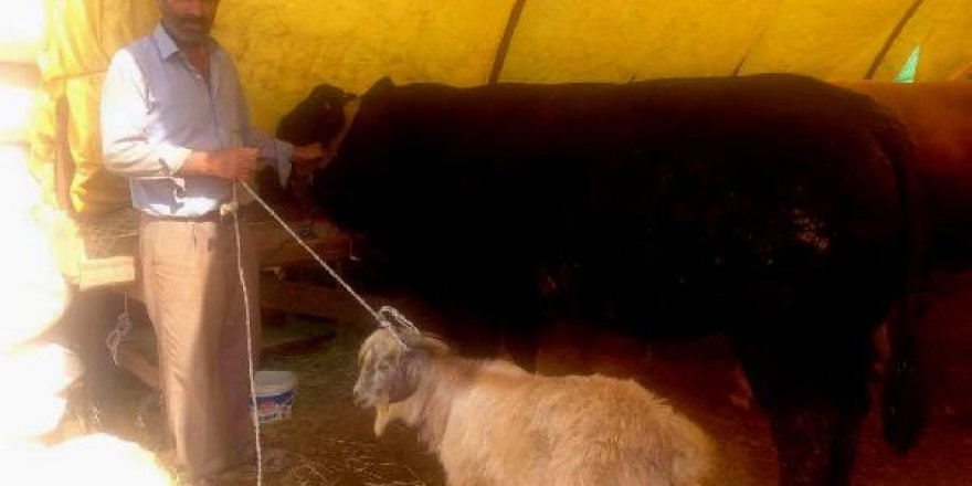 İstanbul'da keçi hediyeli kurbanlık boğa