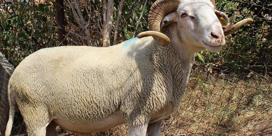 Dana gibi koç görenlere "Maşallah" dedirtiyor