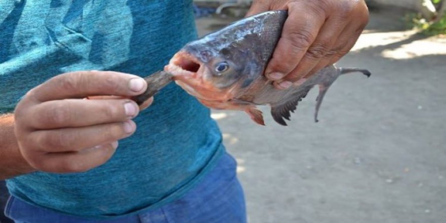 Baraj gölünde “pirana” paniği