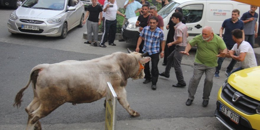 Kaçan boğalar şehri birbirine kattı