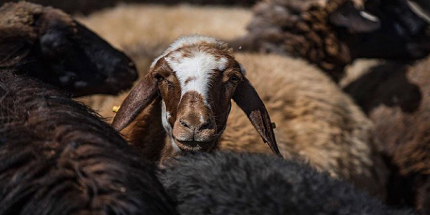 Diyanet'e yapılan kurban bağışı 150 bini geçti