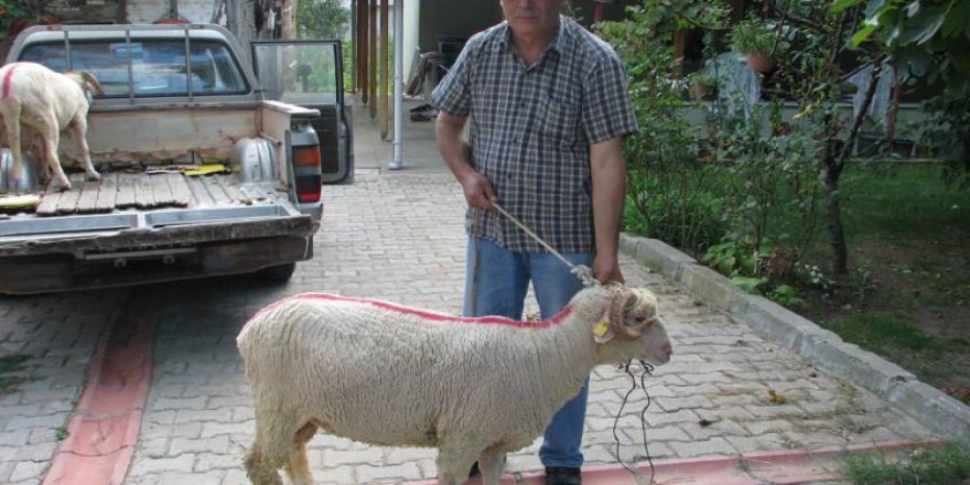 Kandıra'da şehit yakınlarına kurbanlık koç