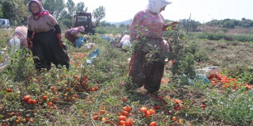 Domates üreticisinin yüzü güldü