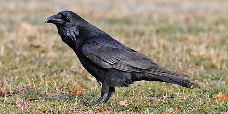 Kargalar düşündüğünüzden çok daha zeki