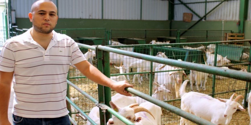 Bu keçiler üreticinin yüzünü güldürüyor