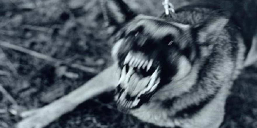 Danıştay 'sokak köpeği saldırısı'nda valilik ve belediyeleri sorumlu tuttu