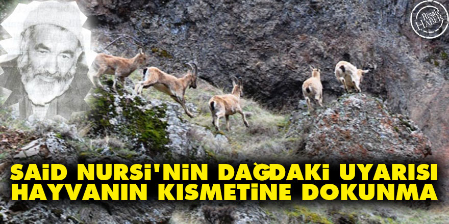 Said Nursi: Hayvanın kısmetine dokunma