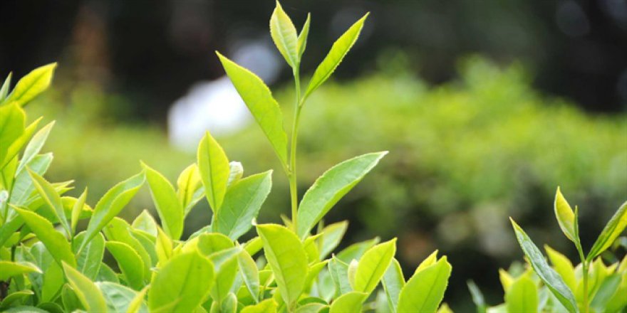 Kanser düşmanı beyaz çay