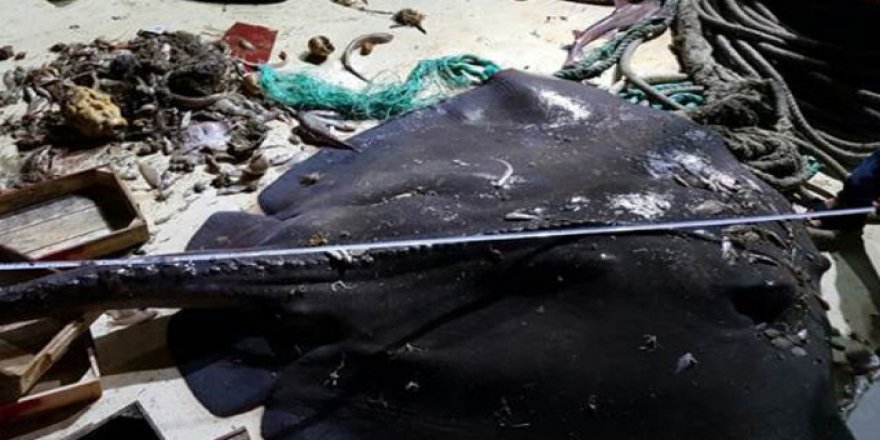 Çeşme'de dev vatoza rastlandı