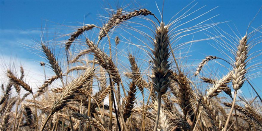 Verimi artırmak için üretin